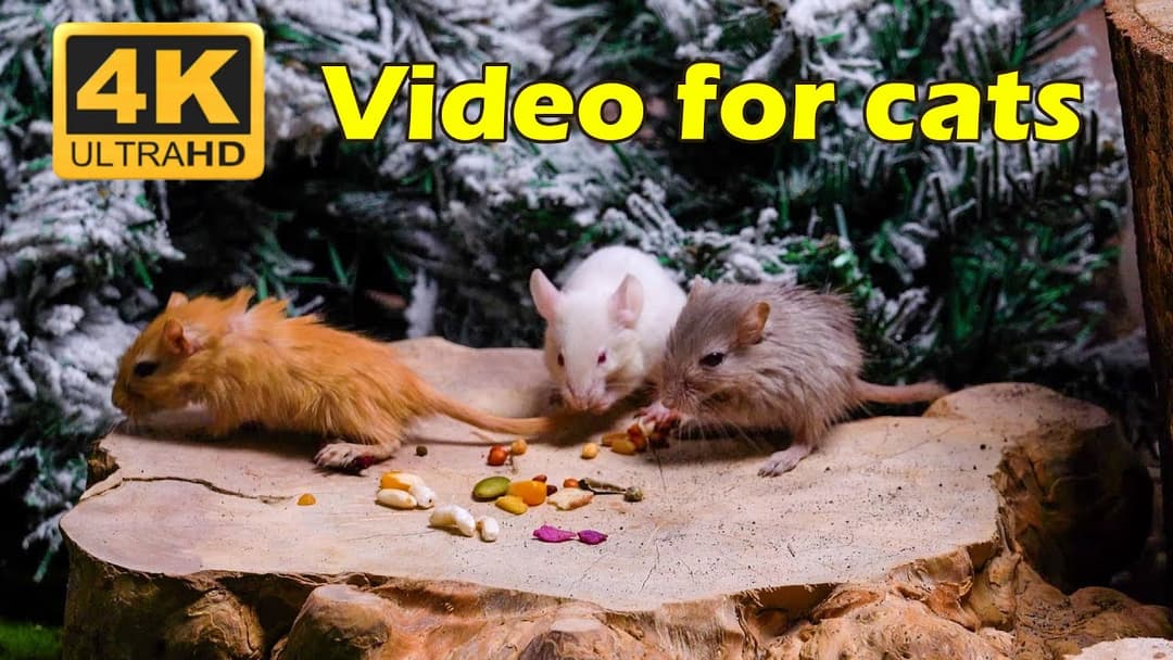 Cat TV: Mice Playing Hide & Seek – Watch Your Cat Go Wild - 3 Hours 4K UHD | Catflix