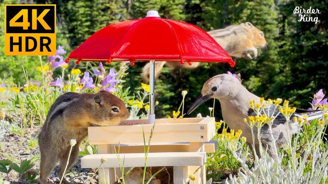 Cat TV for Cats to Watch 😺 Cute squirrels and birds among wildflowers🐦 Dog TV 🐿 8 Hours(4K HDR)