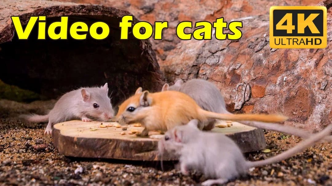 Cat TV: Ultimate Hide & Seek for Cats - 3 Hours of Tiny Mice Action in 4K UHD Fun | Catflix