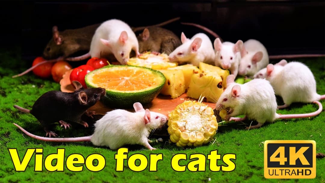 Cat TV: Tiny Mice Adventures - 3 Hours of Non-Stop Hide & Seek in 4K UHD | Catflix