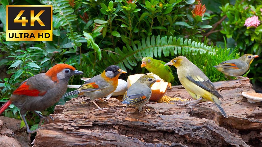 Ad-free Calming Nature Videos for Pets| Birds and Squirrels Wonderland 🐦 4 Hrs Relaxation Experience