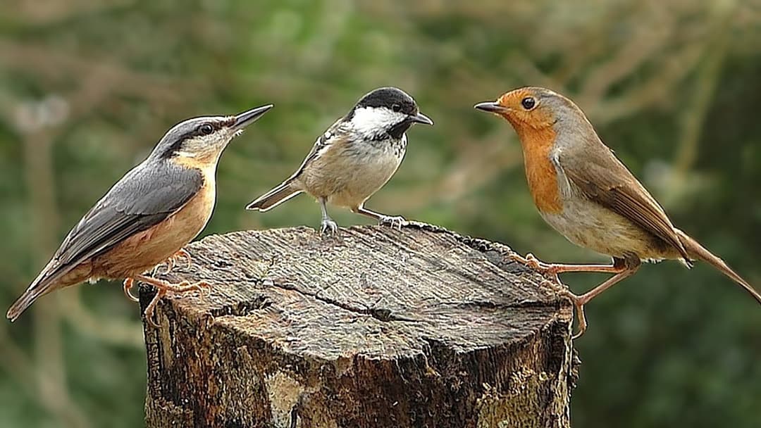 Slow Motion Birds ~ Robin, Nuthatch, Chaffinch, Blue Tit, Coal Tit and Great Tit