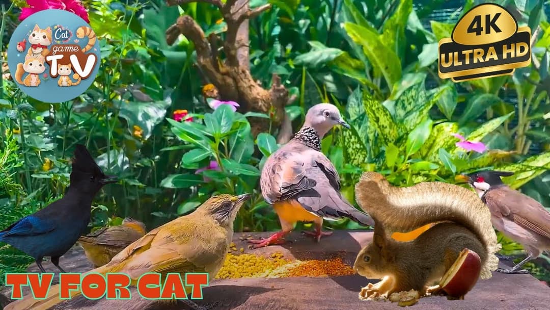🔴😺Discover Red Squirrels, Chipmunks, & Summer Forest Friends🐿️! Live 12 Hrs Relaxing Video for Cats