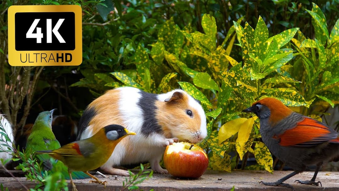 Magical Springtime Cat TV 🐿️ Birds & Squirrels Play in the Garden 🕊️ Video for cats 4K HDR