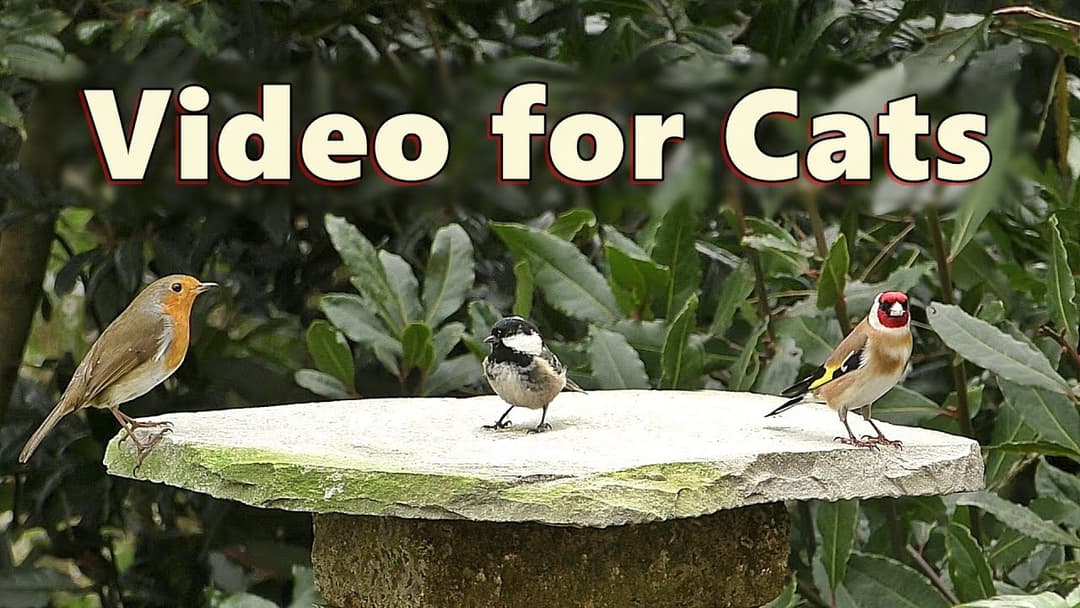 Birds for Cats to Watch Indoors ~ Videos for Cats to Watch on TV 🌸 8 HOURS 🌸