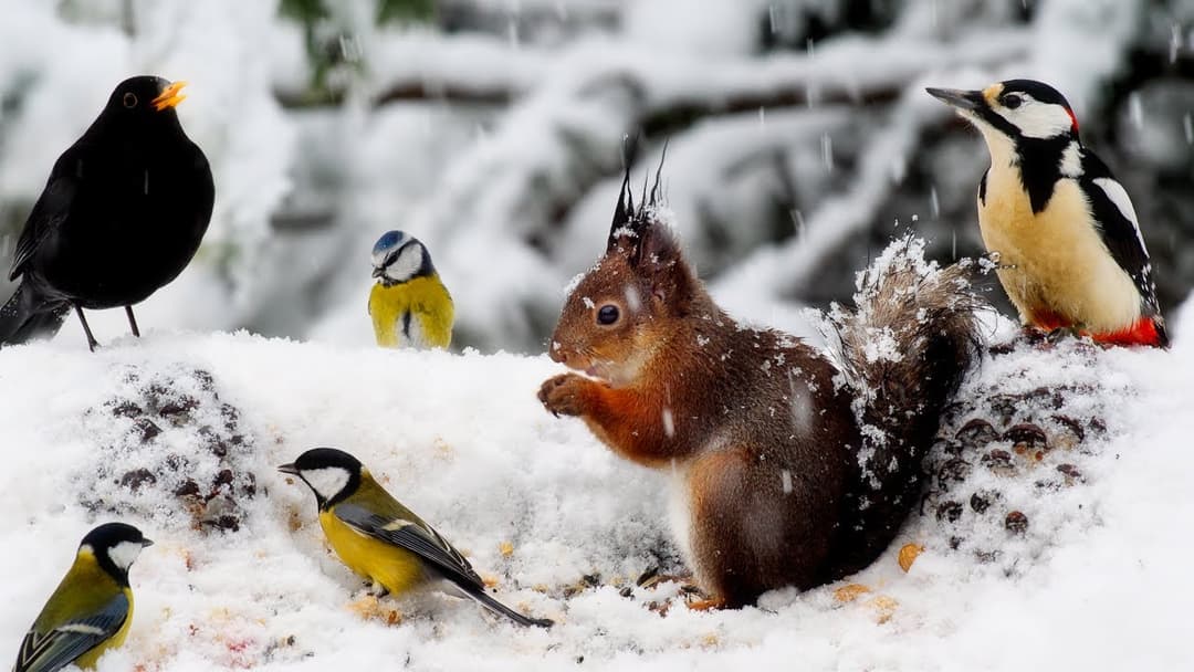 Snow Fun with Forest Friends: 10 hours video for cats and dogs
