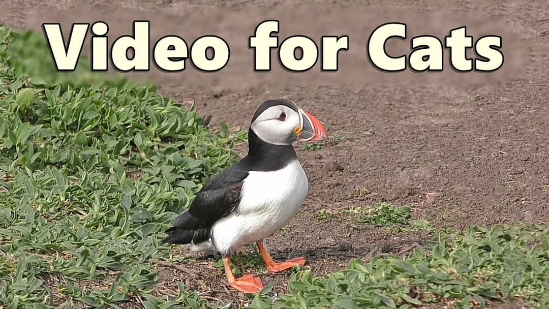 Cat TV ~ Videos of Birds for Cats to Watch and Enjoy ~ Puffin Fun