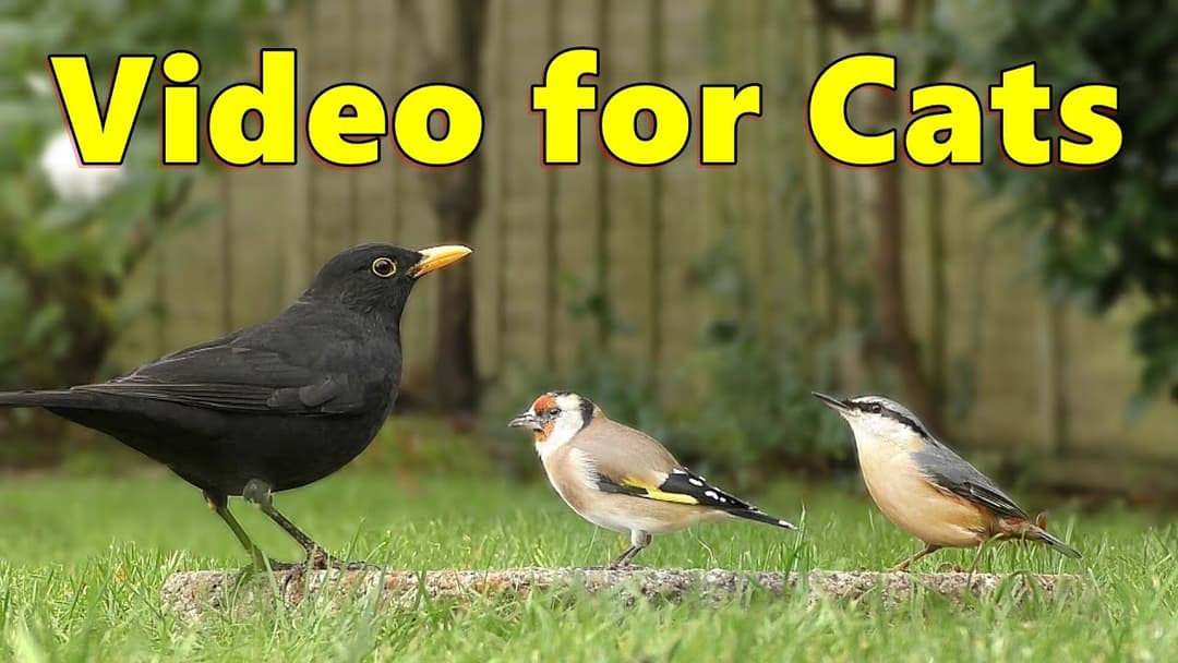 Birds for Cats to Watch Videos ~ Birds On The Ground ~ Cat TV Video by Paul Dinning  ⭐ 8 HOURS ⭐
