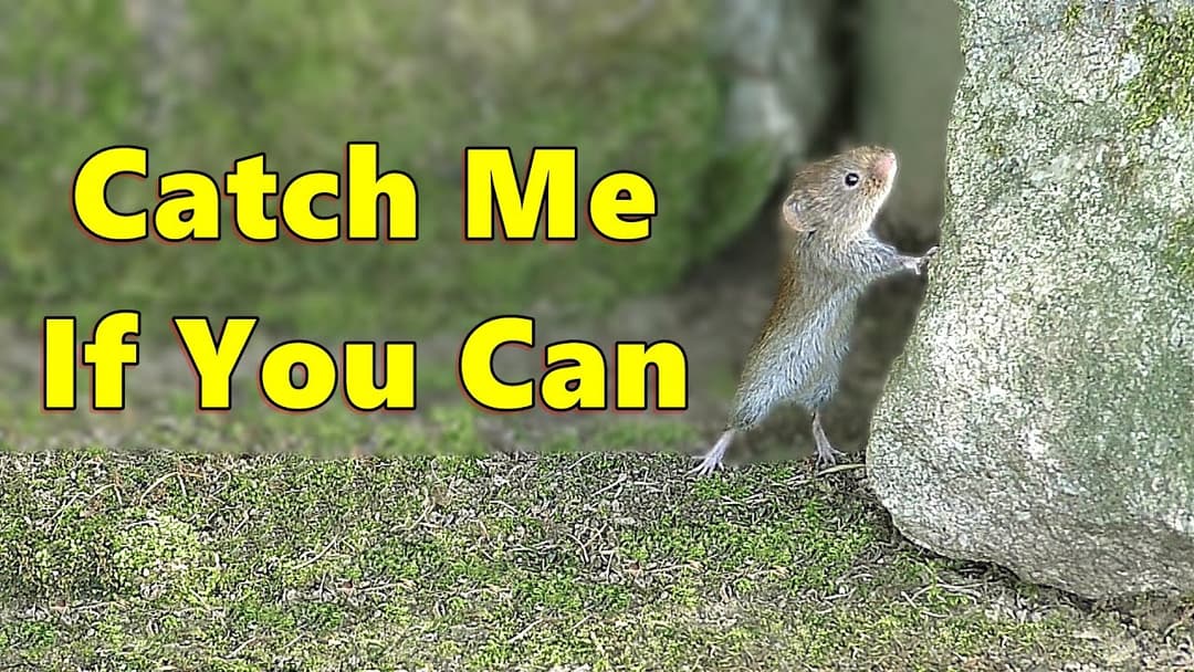 Cat TV ~ Mice on The Run 🐭 Jerry Mouse for Cats to Watch ⭐ 8 HOURS ⭐