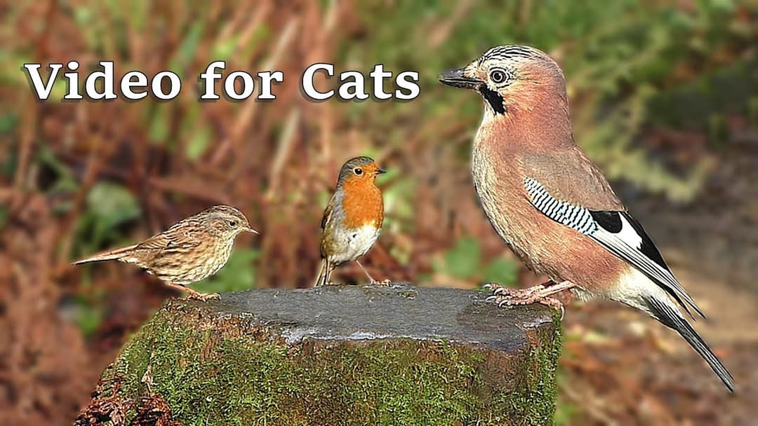 Videos for Cats : Birds Tweeting in The Forest - 9 Hours