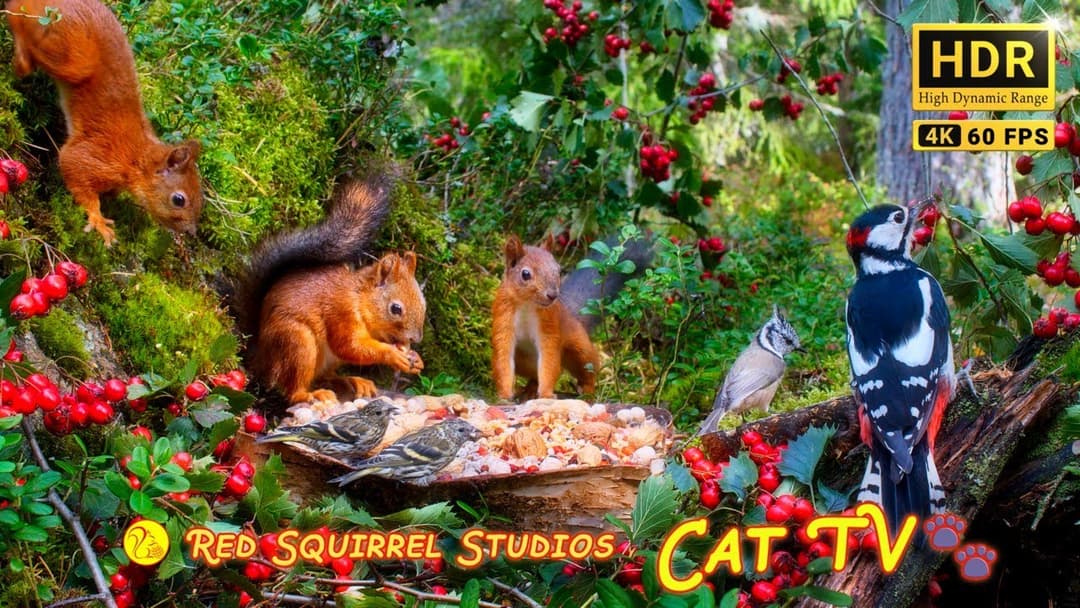 Cat TV NO ADS😻 Cute Little Birds and Adorable Red Squirrels at Cozy Forest Corner