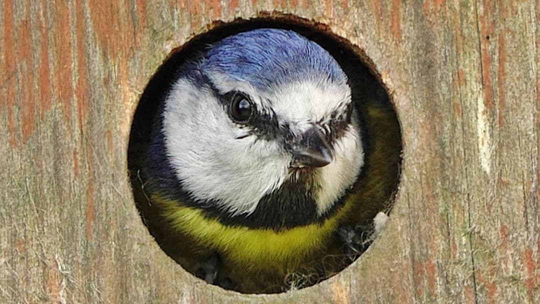 Bird Sounds and Video - Blue Tit Bird Box - One Hour Screensaver