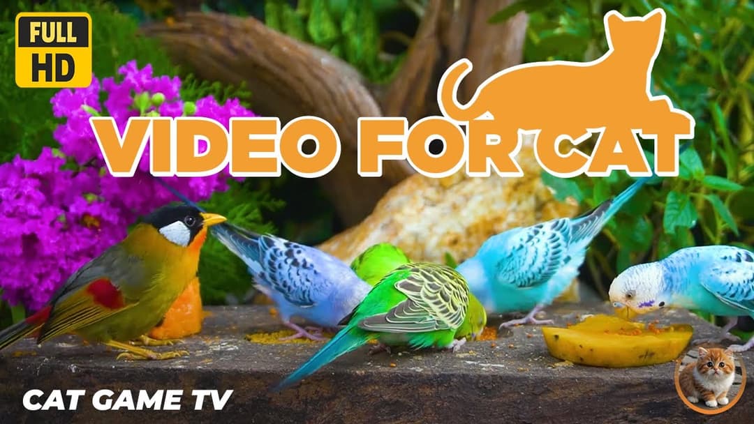 🔴😺Cat TV for Cats to Watch😺Cute Birds and Squirrels 4K🐿️ Live 12 Hour Summer Pet Nature TV