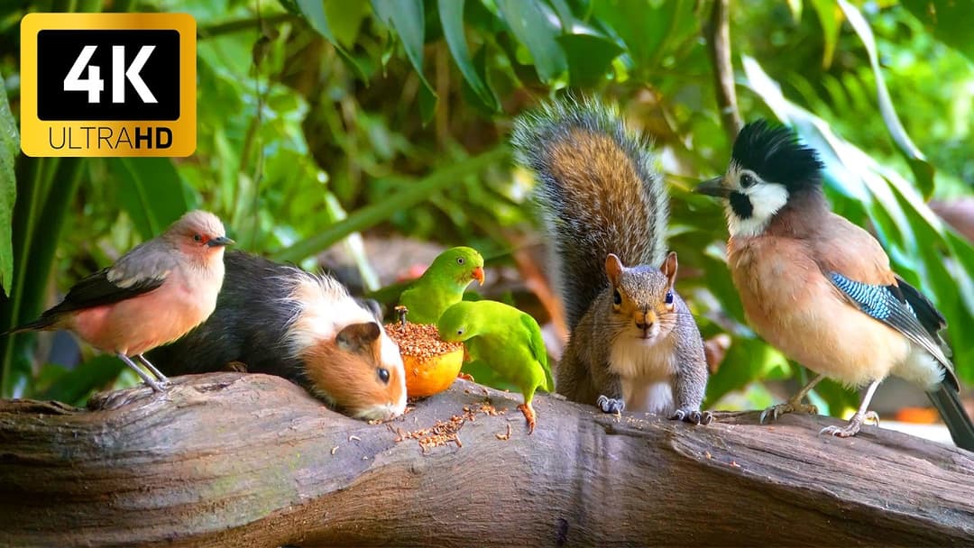 [No Ad Interruptions] Cat TV for Cats to Watch 😺 Countless Birds and Squirrels 🐿 4 Hours 4K HDR