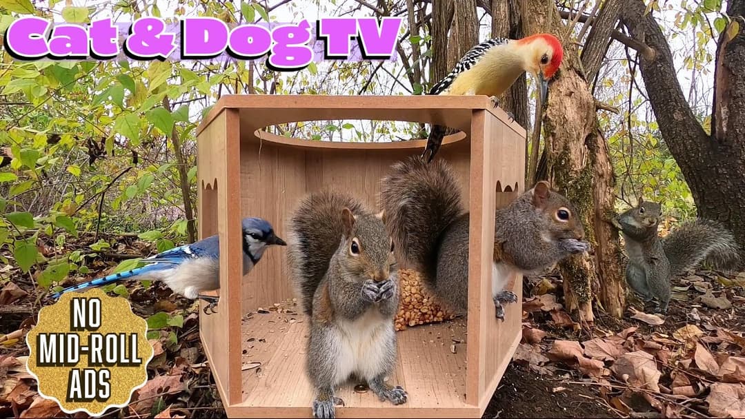 Squirrels & Birds [NO MID-ROLL ADS] 10 HOURS- Cat TV Dog TV |🐶😺📺| Background Ambience -Bird Sounds