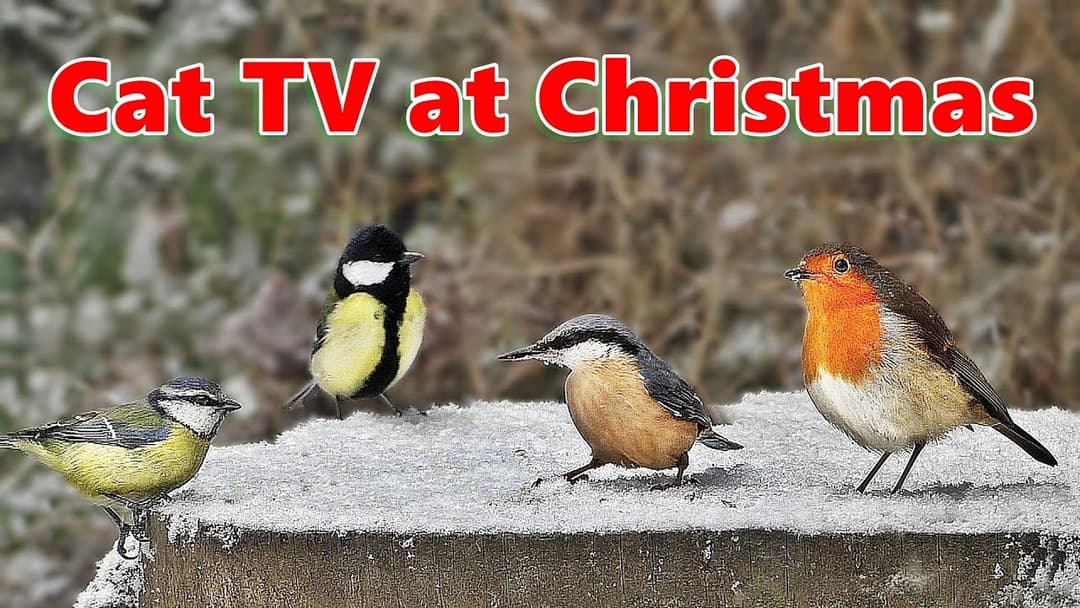 Cat TV at Christmas ❄️ Birds in The Snow ❄️