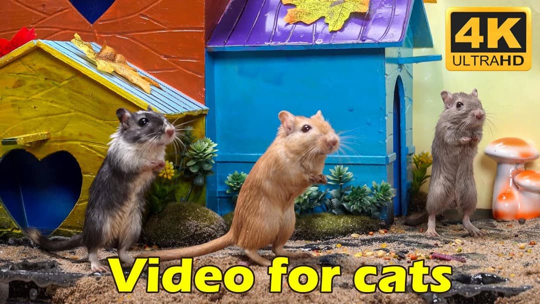 Cat TV: Hide & Seek Madness with Tiny Mice in Jerry's Hole - 3 Hours 4K UHD | Catflix