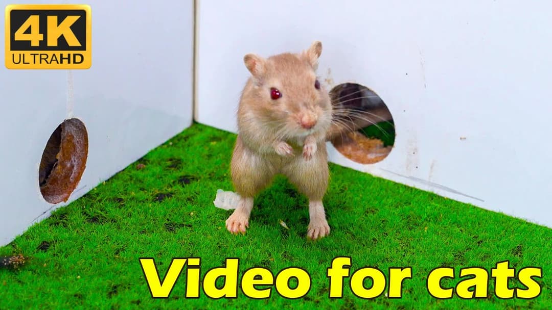 Tiny Mice Hide & Seek: 4 Hours of Fun for Cats in 4K UHD | Catflix
