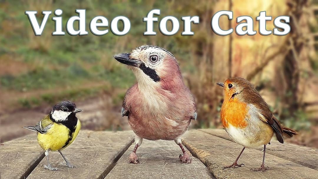Videos for Cats to Watch - 8 Hour Birds Bonanza - Cat TV Bird Watch