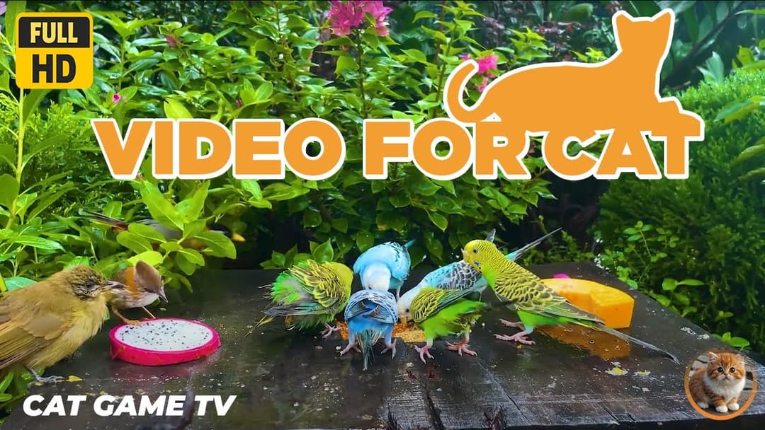 🔴😺Ultimate Entertainment for Your Cat😸Keep Your Kitten Relaxed 🐿️ Live 12 Hour Summer Pet Nature TV