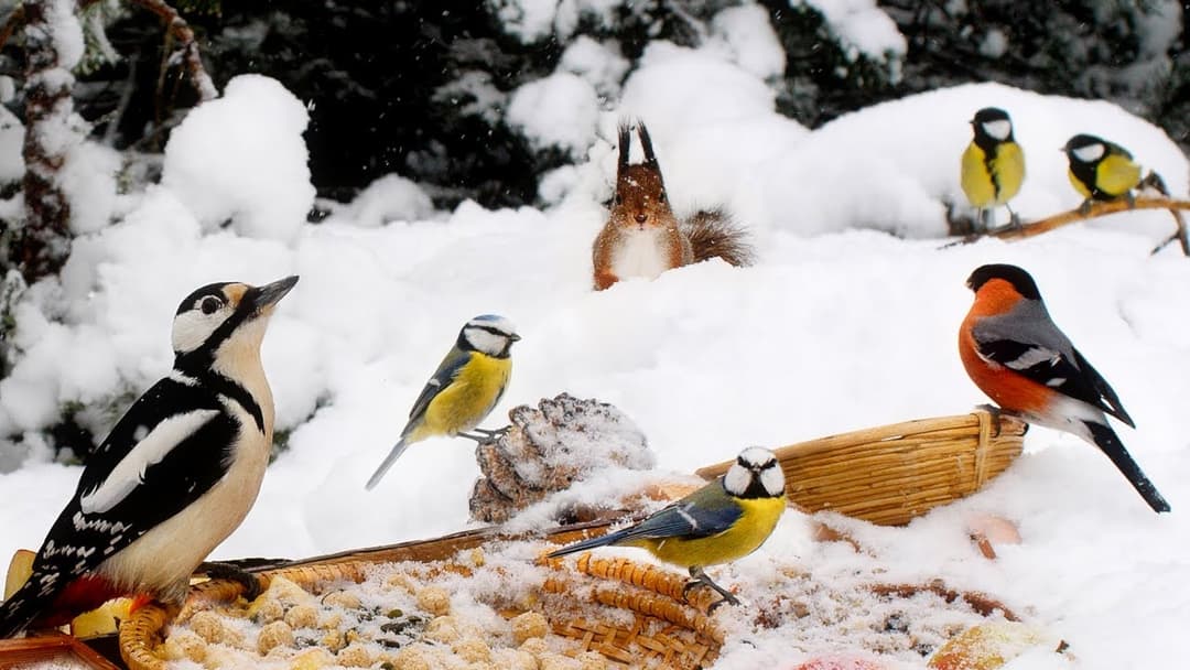 Cat TV for Cats to Watch😽 Relax with Little Birds and a Snow Diving Squirrel: 10 hours Cat & Dog TV