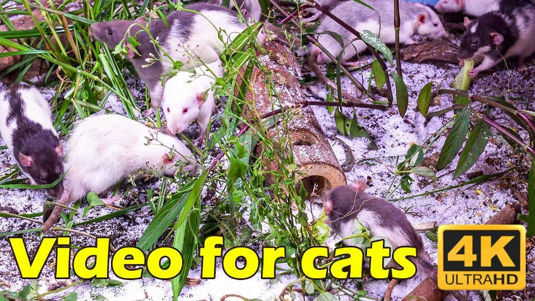 Cat TV: 3 Hours of Pure Entertainment for Cats – Tiny Mice in Crystal Clear 4K | Catflix