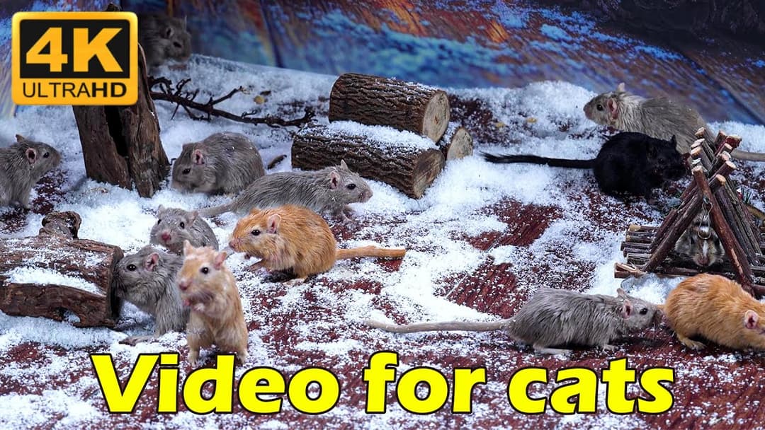 Ultimate Cat TV: Non-Stop Hide & Seek with Adorable Mice in 4K UHD - 3 Hours of Fun!