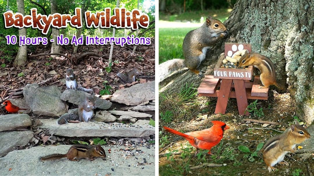 🐶😽Entertain Your Pets w/ Squirrels, Chipmunks & Birds | 10 Hours - No Ads - TV for Dogs & Cats
