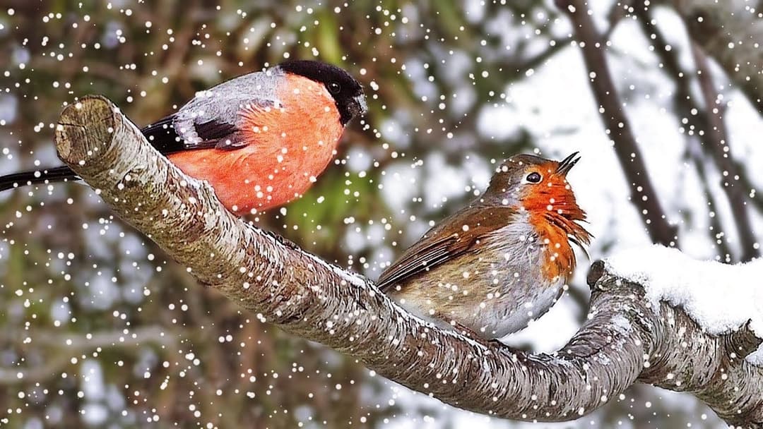 Videos for Cats and People to Enjoy : Birds in Winter - One Hour of My Garden Birds