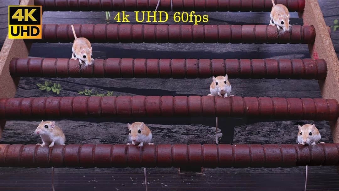 Cat TV for Cats to Watch | Adorable Mice on the screen Move 8 hour 4k UHD