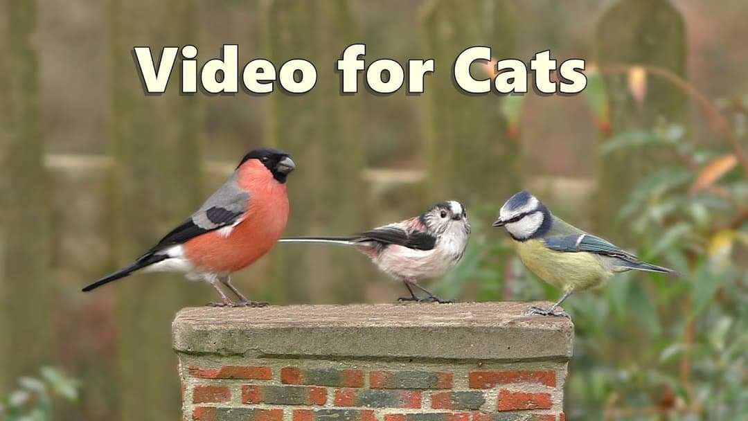 Videos for Cats : Garden Birds Spectacular - NEW 8 Hours