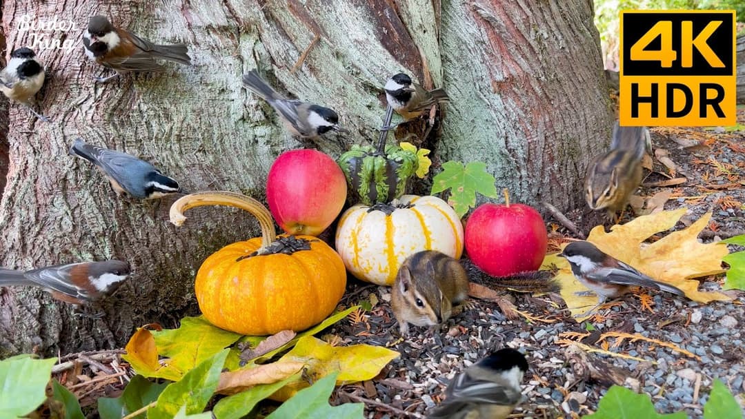 Cat TV For Cats To Watch 😺📺 A Thanksgiving Party with Cute Birds and Squirrels 🐦 8 Hours  (4K HDR)