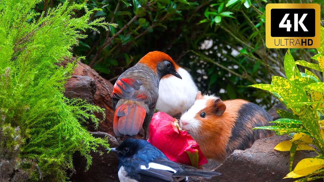 Calming Nature for Cats 😺 Birds & Squirrels Share Dinner in the Warm Evening Sun 🐦🐿️  No Ads 4K