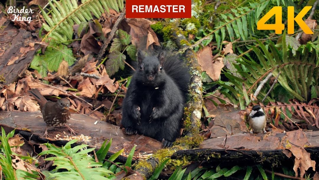Cat and Dog TV 😺📺🐶 Cute Birds and Black Squirrels in the Forest 🐦 (Remastered 4K)