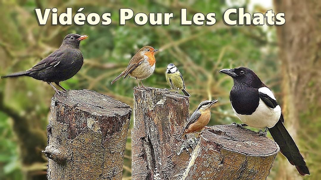 Vidéos pour les chats à regarder - Beaux oiseaux de forêt