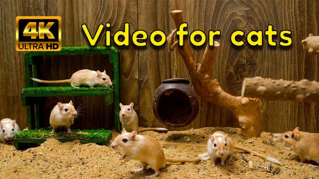 Cat TV: A Fun Day at the Gerbil Adventure Playground! | Hide & Seek for Cats