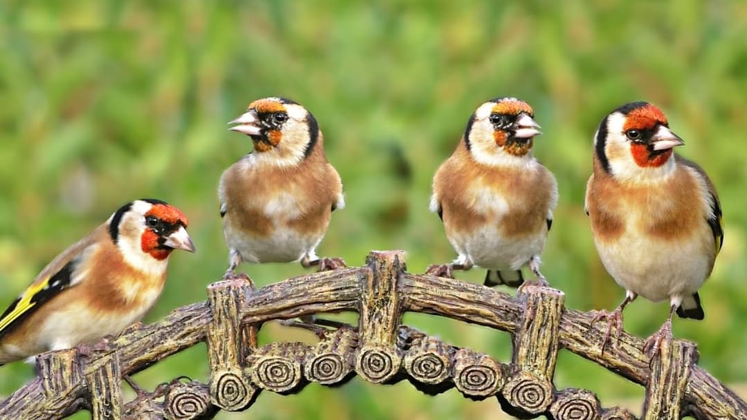Videos for Cats to Watch : Goldfinch Birds at The Bridge