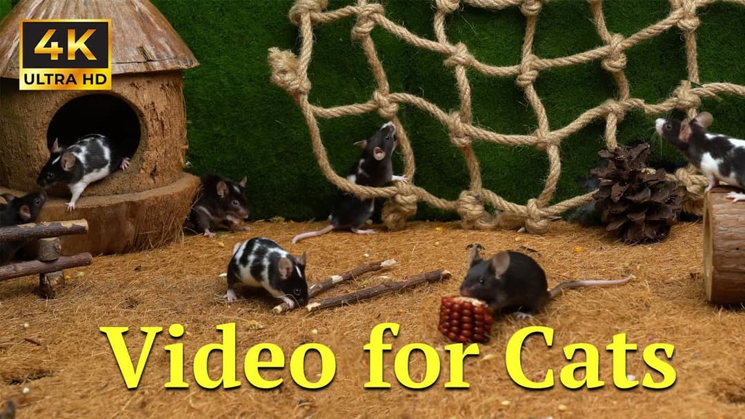 Cat TV: Tiny Mice Hide & Seek Marathon – Best 3 Hour Cat TV in 4K Nature | Catflix