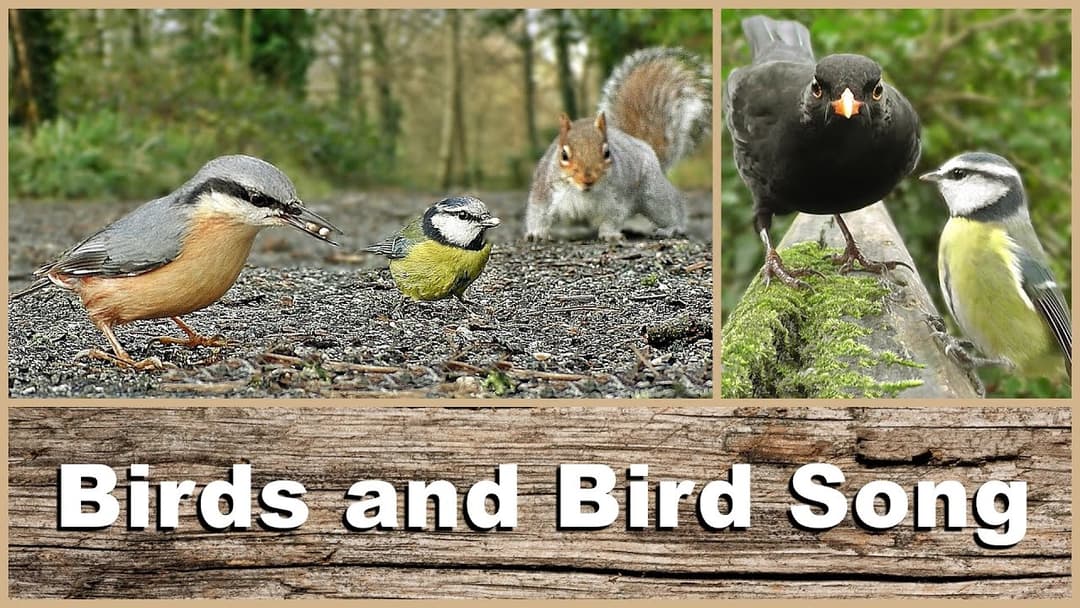 Movies for Cats : Birds, Bird Song and Sounds in The Forest