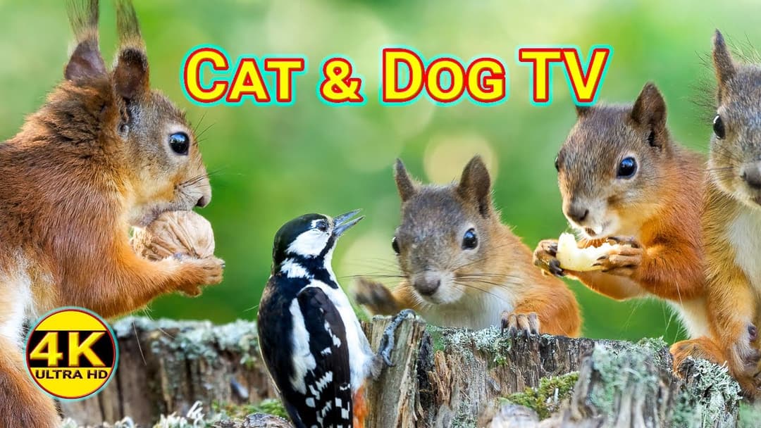 Cat & Dog TV - Morning With Red Squirrels - 4K