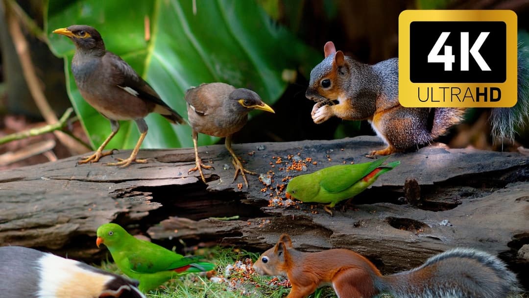 Cat TV for Cats to Watch 😺 Cute Chipmunks, Birds, Squirrels and Guinea Pig 🐿 Nature Fun 4K Cat Games
