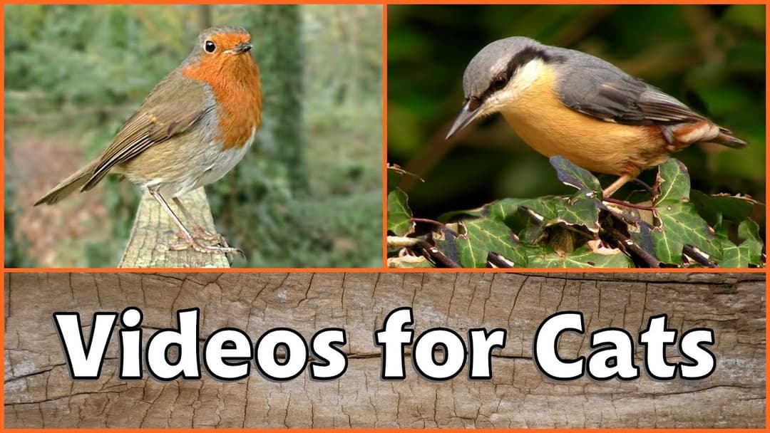 Videos für Katzen - Vögel und Eichhörnchen im Herbst