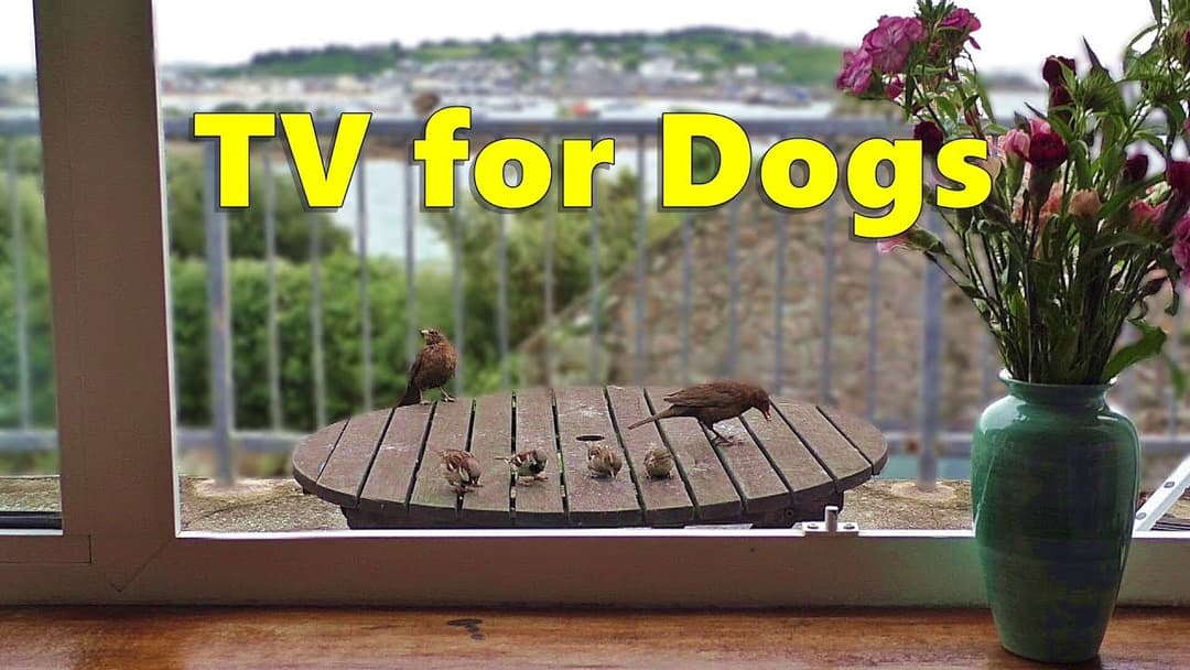 Dog Watch TV : Relaxing Videos for Dogs - Birds Through The Window - 8 HOURS