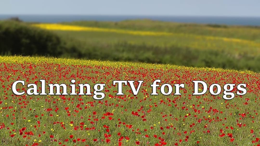 BEST Dog Calming TV : Beautiful Calming Videos for Dogs - with  Wildflowers and Birdsong
