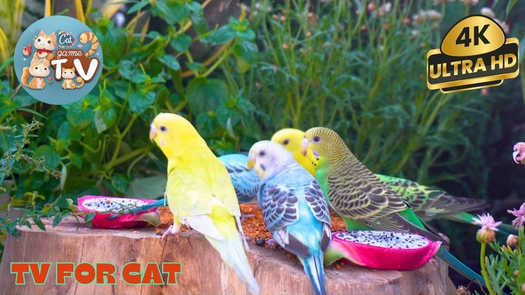 24/7 Live🔴: For Cat to Watch Backyard Birds, Squirrels & Chipmunks 🦜 Cat TV 😺4K HDR ULTRA