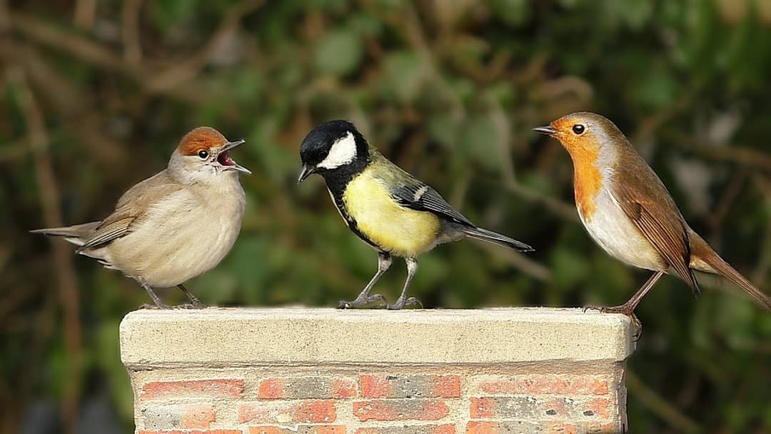 Video for Cats - Beautiful Birds in My Garden NEW ✔️
