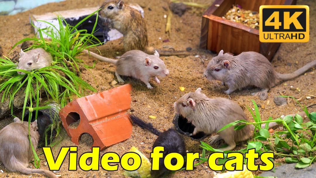 Cat TV: 3 Hours of Mouse Madness – Hide & Seek Cat TV Special in 4K UHD | Catflix