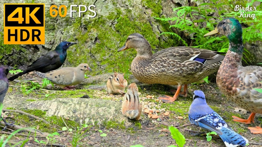 Cat TV for Cats to Watch 😺 Birds Squirrels Chipmunks Ducks 🐿 Nature Fun 4K HDR 60FPS