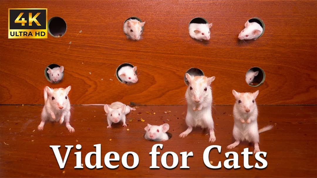 Cat TV: Magical Hide & Seek – Glowing Mice in the Dark! | Catflix