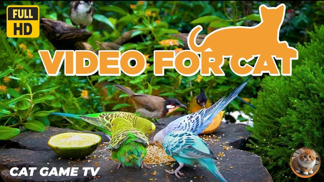 🔴😺Cat TV for Cats to Watch😺Cute Birds Squirrels in the Woods 4K🐿️! Live 12 Hour Summer Pet Nature TV